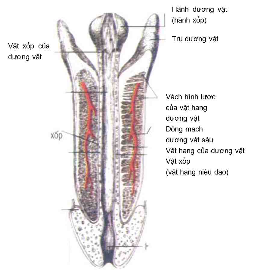 Hình 4. Cấu trúc của dương vật