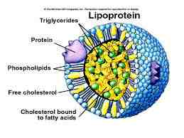 Mô hình cấu trúc phân tử lipoprotein