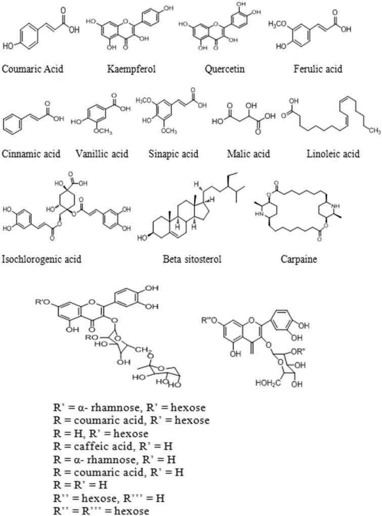 cấu trúc hoá học của các hợp chất trong dịch chiết lá đu đủ