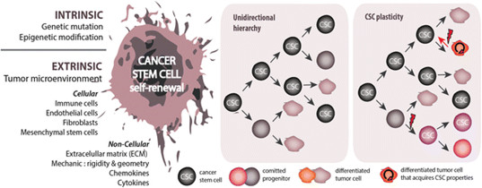 Tế bào gốc ung thư (CSC): mục tiêu điều trị số một.
