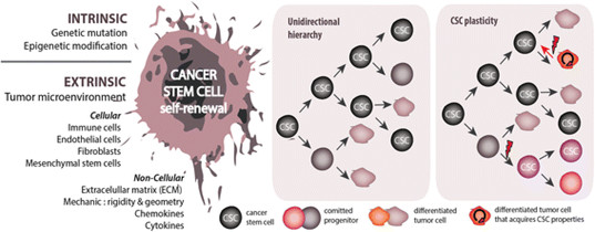 Tế bào gốc ung thư tự biến đổi.