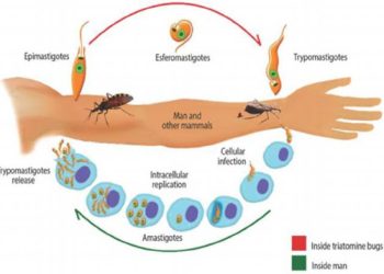 Bệnh do Trypanosoma