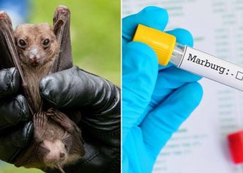 Bệnh do virut Marburg và Ebola