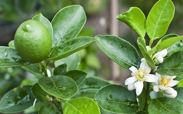 Dùng chanh chữa hen, kinh nghiệm người dân tộc thiểu số