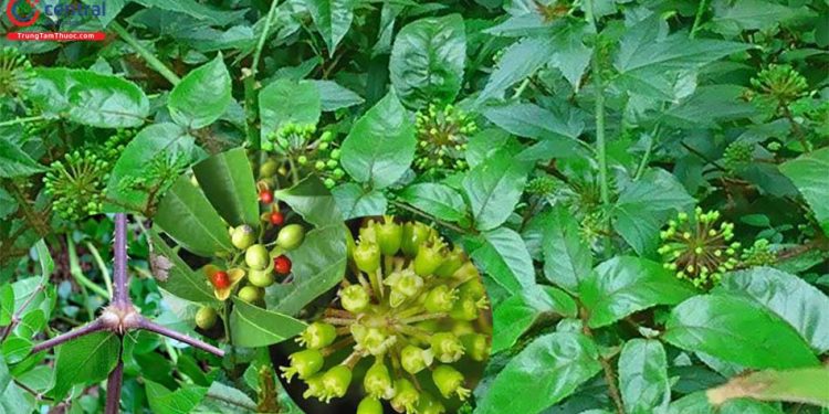 Chữa kiết lỵ bằng cây Đơn châu chấu hiệu nghiệm