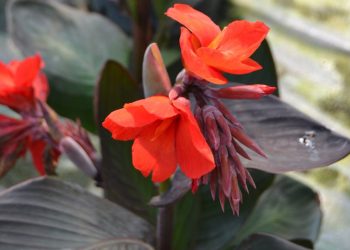 Cây Dong Riềng Đỏ