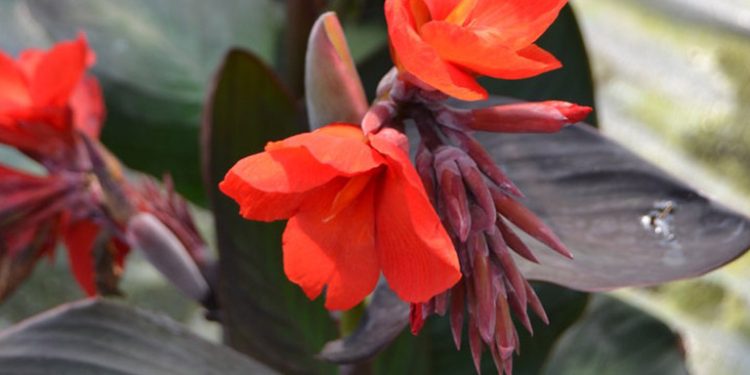 Cây Dong Riềng Đỏ