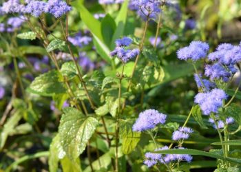 Chữa viêm xoang bằng cây Cứt Lợn nói mãi nhưng chưa hết