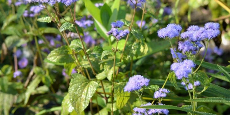 Chữa viêm xoang bằng cây Cứt Lợn nói mãi nhưng chưa hết