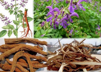 Đan sâm – vị thuốc điều trị bệnh thiếu máu cơ tim