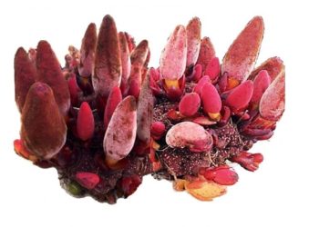 “Nấm” Ngọc Cẩu đã được Viện Y học bản địa Việt Nam nghi ên cứu như thế nào?