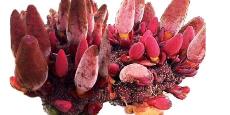 “Nấm” Ngọc Cẩu đã được Viện Y học bản địa Việt Nam nghi ên cứu như thế nào?