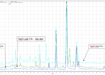 BÁO CÁO SƠ BỘ SO SÁNH 3 LOẠI NGŨ LINH CHI