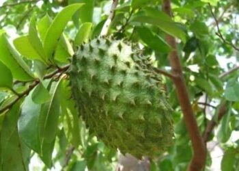 KẾT QUẢ SO SÁNH LÁ MÃNG CẦU XIÊM CHIẾT NƯỚC VÀ CỒN 50%