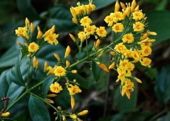 Cây lá ngón và các loại dược liệu dễ nhầm lẫn