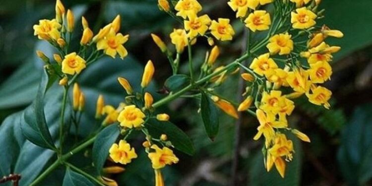 Cây lá ngón và các loại dược liệu dễ nhầm lẫn