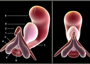 Kích thích âm vật: truy tìm liên hệ thần kinh âm vật – cột sống