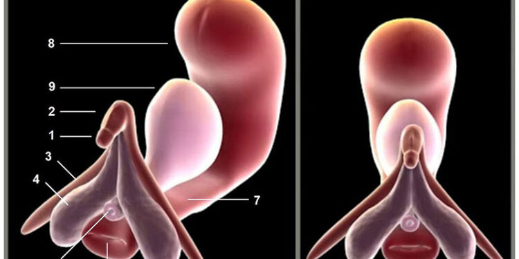 Kích thích âm vật: truy tìm liên hệ thần kinh âm vật – cột sống