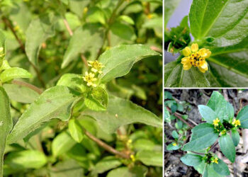 Cây cỏ chăn thỏ