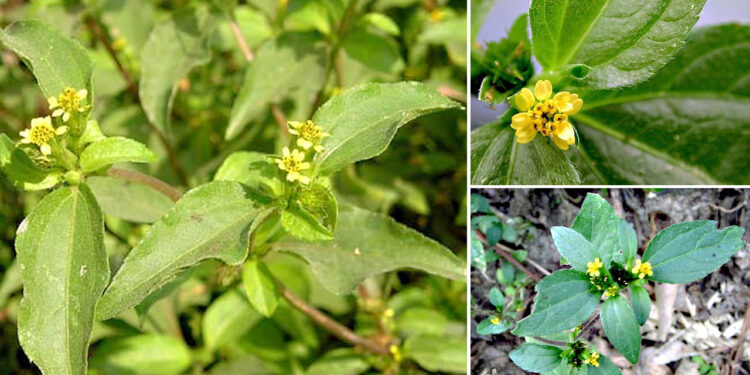 Cây cỏ chăn thỏ