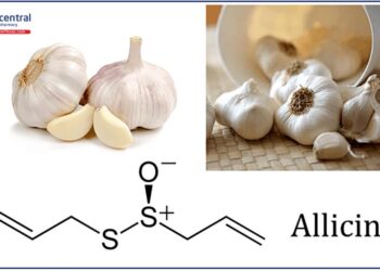 Allicin hoạt chất dược lý trong củ Tỏi