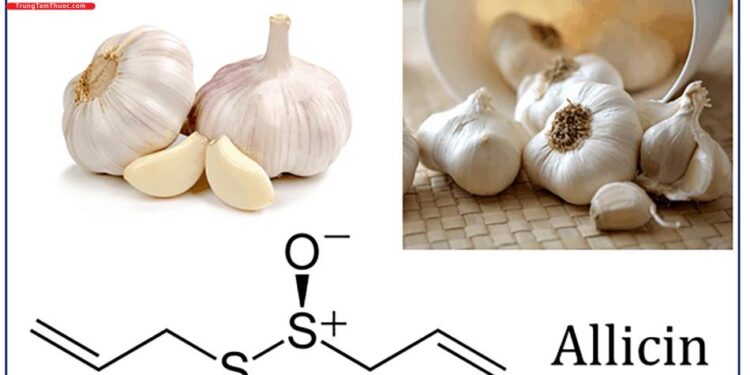 Allicin hoạt chất dược lý trong củ Tỏi