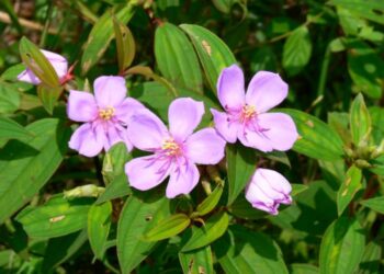 Chữa tăng huyết áp bằng cây Mua