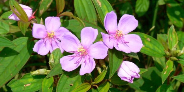 Chữa tăng huyết áp bằng cây Mua