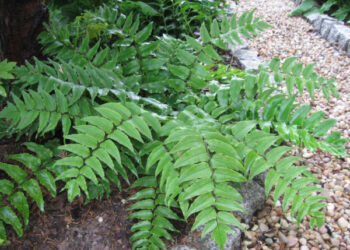 Chữa ung thư bằng cây quán chúng và cây bùng bục