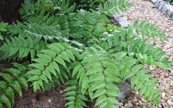 Chữa ung thư bằng cây quán chúng và cây bùng bục