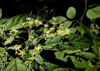 CÂY BỌ MẨY, THUỐC CHỮA DỌA SẢY THAI – DÂN TỘC TÀY