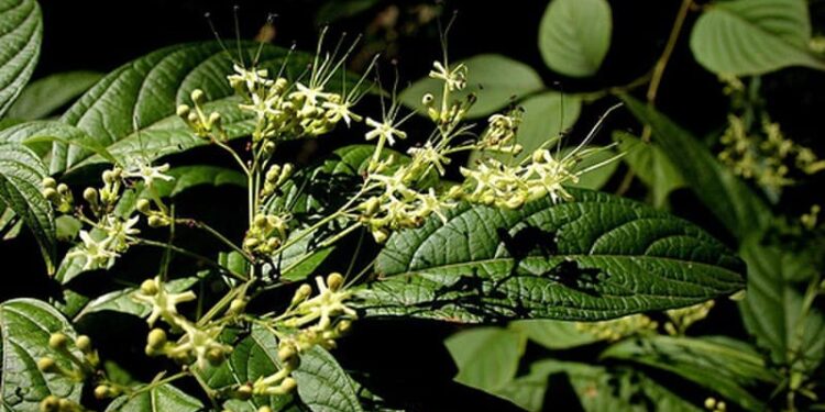 CÂY BỌ MẨY, THUỐC CHỮA DỌA SẢY THAI – DÂN TỘC TÀY