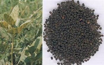 Chữa PARKINSON – Đậu nhung vị thuốc đặc biệt