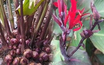 Bất ngờ với tác dụng của cây dong giềng đỏ hỗ trợ chữa bệnh mạch vành