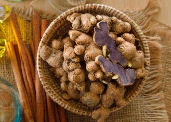 NGHIÊN CỨU NUÔI CẤY HUYỀN PHÙ TẾ BÀO GỪNG ĐEN (Kaempferia parviflora)