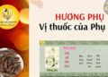 Hương phụ – vị thuốc của phụ nữ