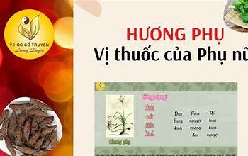 Hương phụ – vị thuốc của phụ nữ