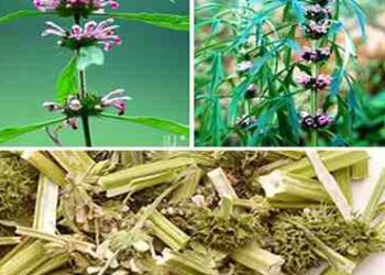 Ba Cây Thuốc Quý Cho Phụ Nữ Trong Vườn Nhà Cần Biết