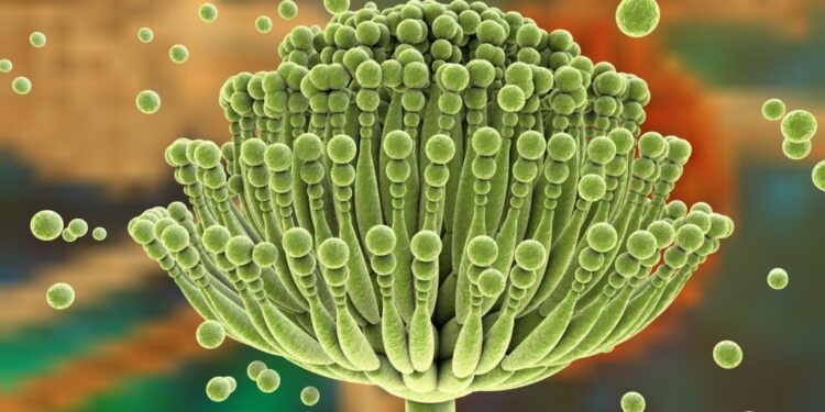 Afflatoxin chất gây ung thư nguyên phát