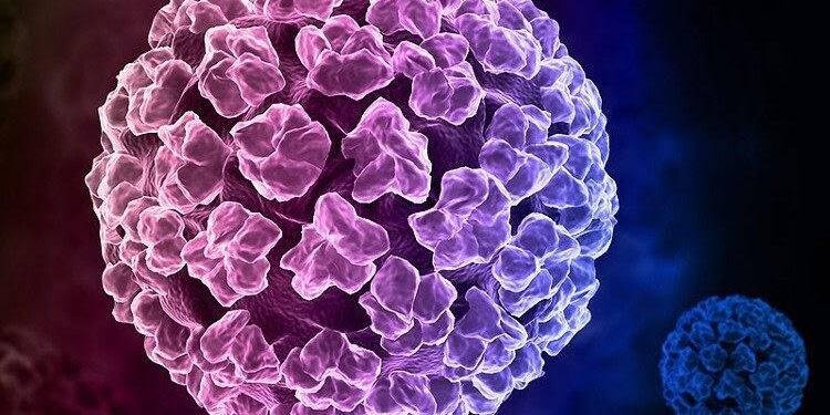 Vi rút HPV gây bệnh cho người