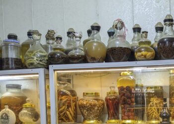 Cảnh báo ngộ độc – rượu ngâm đồ rừng