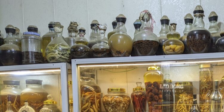 Cảnh báo ngộ độc – rượu ngâm đồ rừng