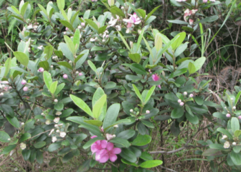 Kháng sinh tự nhiên trong cây sim rừng