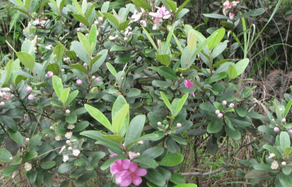 Kháng sinh tự nhiên trong cây sim rừng