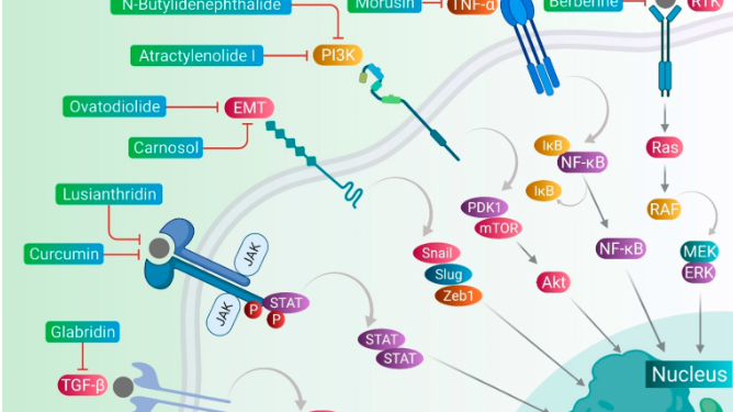 Tế bào gốc ung thư (Phần 3)