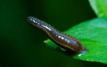 Công bố hoạt chất từ vắt xanh hỗ trợ điều trị đột quỵ não