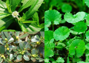 Vượt qua cái chết chỉ với ba cây thuốc nam