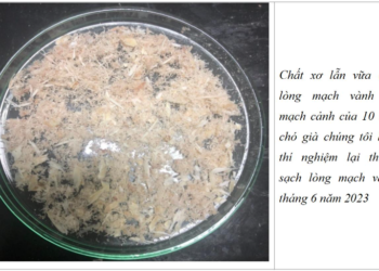 Thảo dược với hẹp mạch vành theo dòng thời gian