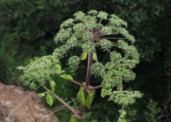 Bạch chỉ – Tác dụng trên tiềm năng trên nhiều loại ung thư