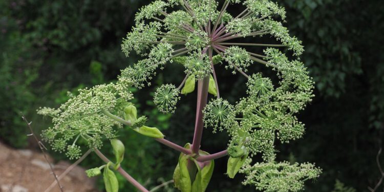 Bạch chỉ – Tác dụng trên tiềm năng trên nhiều loại ung thư